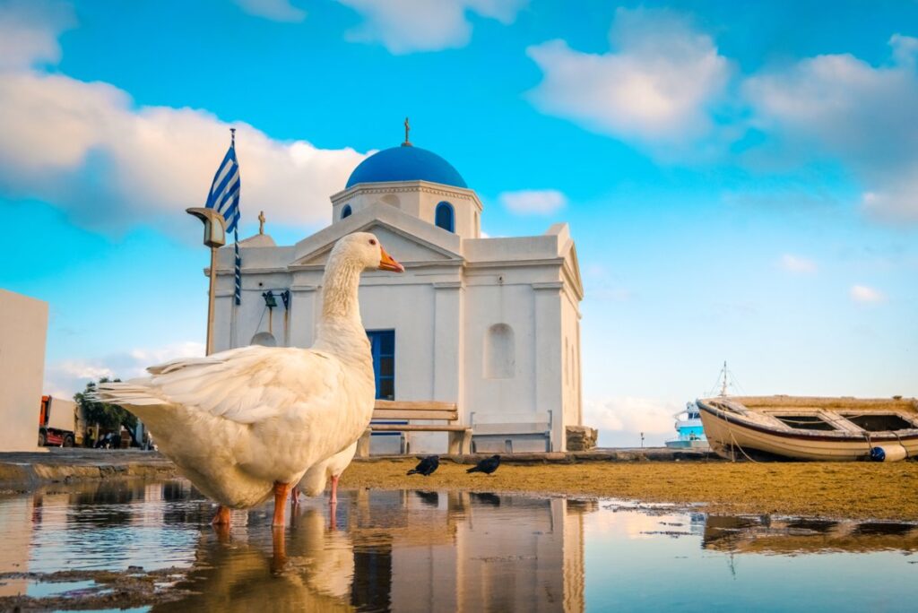 Goose on a Mykonos