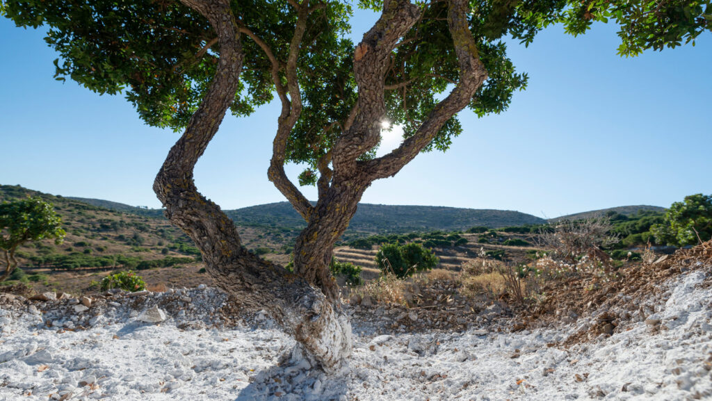 Chios Mastiha Villages