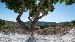 Chios Mastiha Villages
